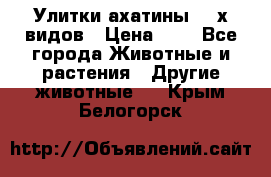 Улитки ахатины  2-х видов › Цена ­ 0 - Все города Животные и растения » Другие животные   . Крым,Белогорск